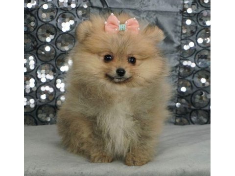 Pomeranian boo yavrularımız sevimli