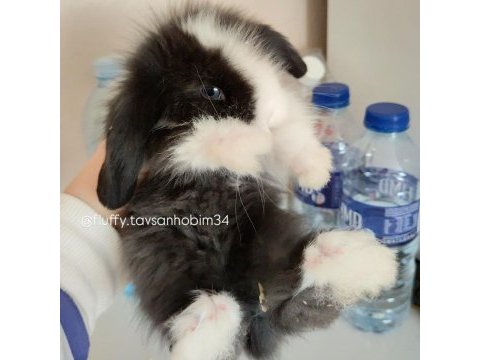 Renkli lop ve cüce tavşan yavruları ( evcil )