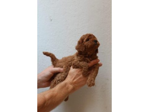 Toy poodle yavruları