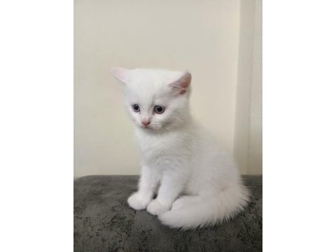 British shorthair beyaz