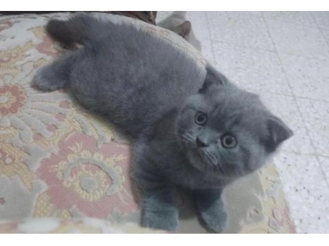 Safkan ayı surat babadan scottish fold