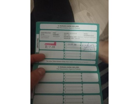 Eşimin hastalığından dolayı acil siyam kedisi