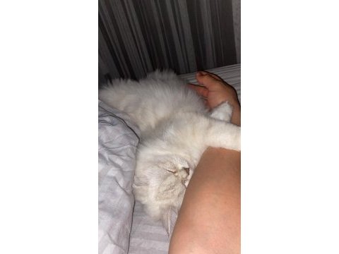 1 yaşında dişi güzeller güzeli kedimiz