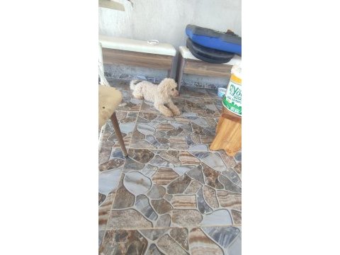 9 aylık erkek minyatür toy poodle