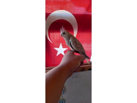 Sevimli wifi yavru sultan papağanı