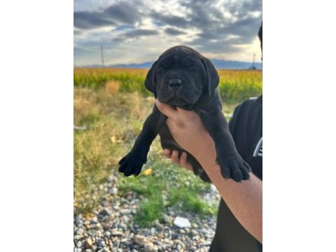 Tosun gibi yavru ve kaliteli köpeklerimiz için iletişime
