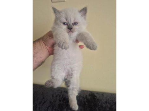 Safkan british shorthair