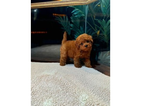 Kore kan toy poodle oğlumuz simba