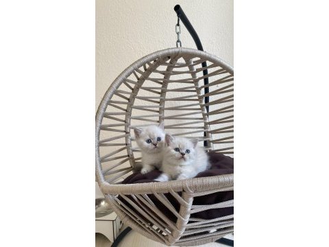 British shorthair lynx point show kalite