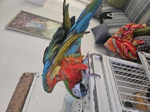 Kafesiyle birlikte rubygold hibrit macaw