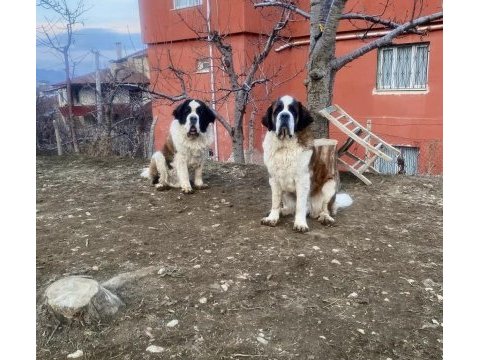 Saint bernard sc yavrularımız