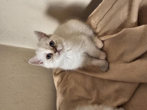 British shorthair dişi
