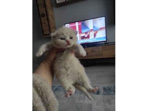 Bayram şekeri kedimiz