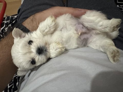 Sıfır burun sıfır bacak 3 nokta köpeğimiz