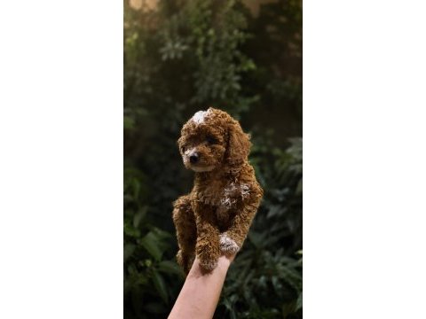 Eğitimli güzel poodle yavrumuz yeni yuvasına hazır