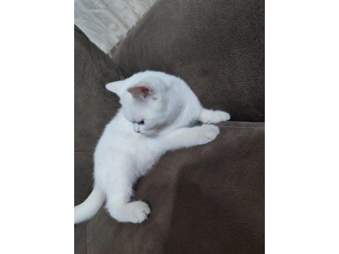 6 aylık erkek british shorthair kedimiz