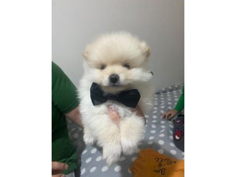 Yakışıklı erkek pomeranian