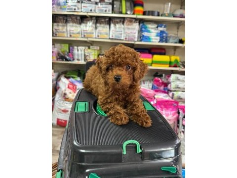 Toy poodle yavrularımız
