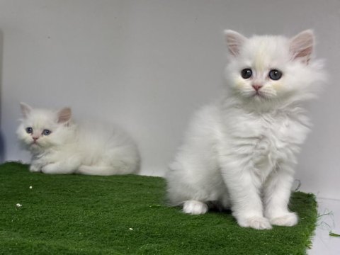 British longhair lekesiz beyaz