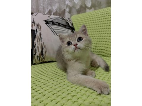 British shorthair ny11 golden yavru