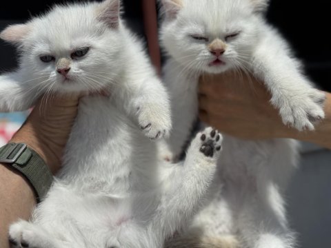 Ziyarete açık beyaz mavi gözlü british shorthair 