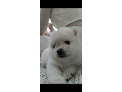 Tea cup pomeranian son yavru