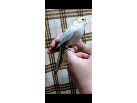 Emerald üst mutasyon yavru evcil