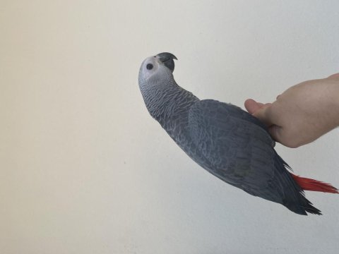 3 aylık siyah göz jako papağanı