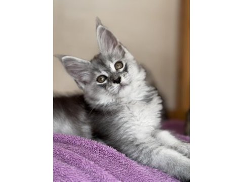 Kalitenin adı big claw maine coon