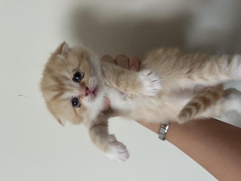 Scottish fold yavru kedi