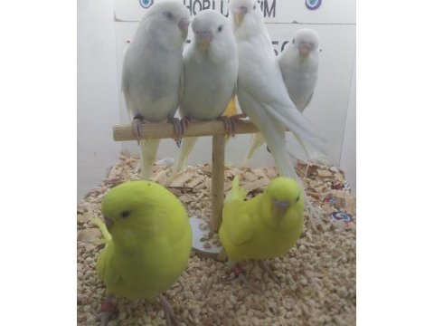 Yavru muhabbet kuşlarımız