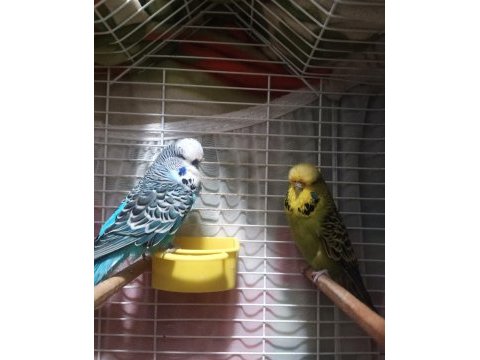 Show jumbo ve jumbo yavru muhabbet kuşu