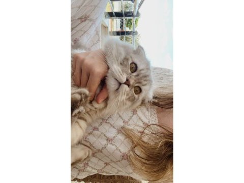 10 aylık erkek scottish fold