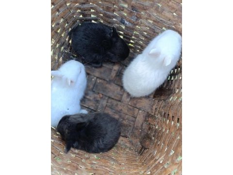 Safkan cüce tavşan