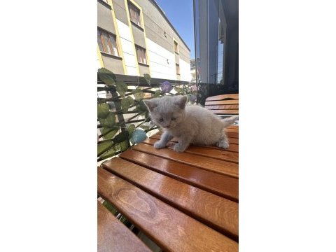 0-2 aylık scottish fold yavrular