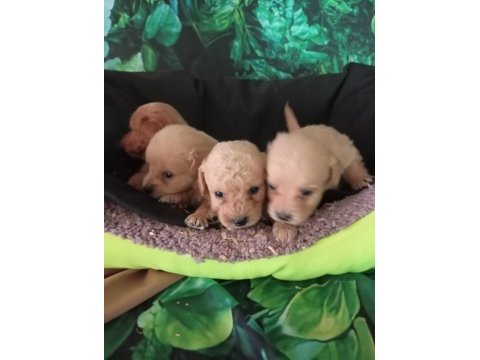 Irk ve sağlık garanti maltipoo yavrularımız