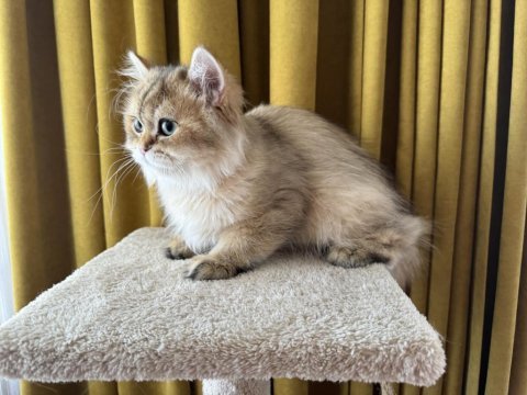 Golden yakışıklı british longhair