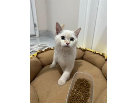 2.5 aylık british shorthair