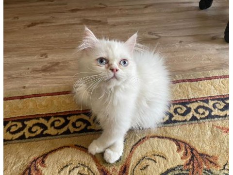 Chinchilla yavrularımız yeni yuvalarını arıyor