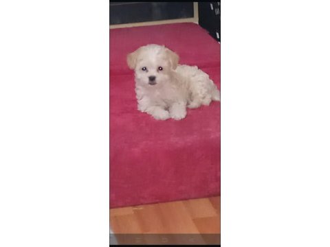 Yeni terrier yavrularımız sahiplerini bekliyolar