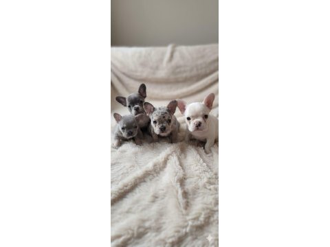 En güzel ailelere aşılı ped eğitimli exotic french bulldog
