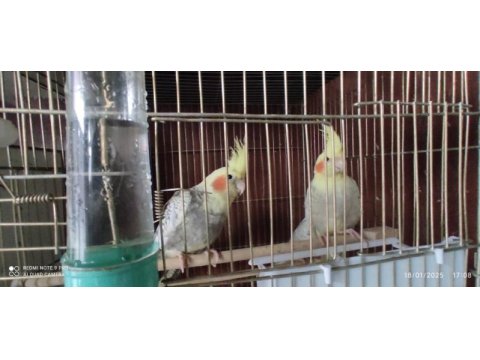 3 aylık yavru sultan papağanları