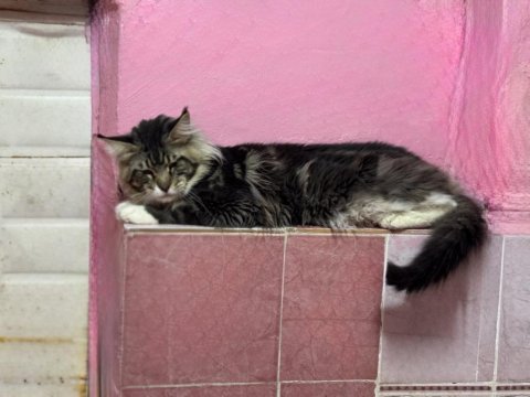 2 yaş erkek maine coon