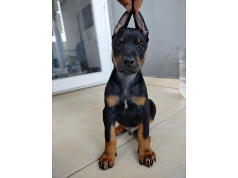 Birbirinden güzel doberman köpekler
