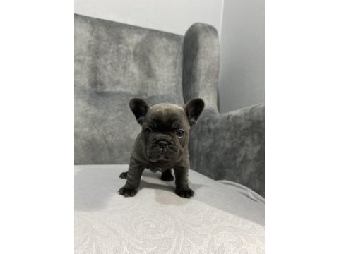 Kaliteli french bulldog yavrular