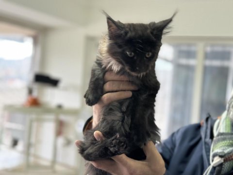 Ankarada ziyarete açık maine coon yavrular