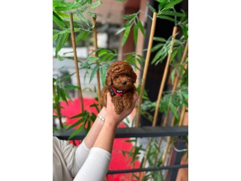 Premium görünümlü toy poodle yavrumuz