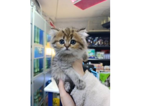 İki aylık british longhair