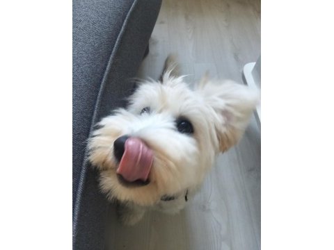Maltipoo oğluma acil yuva