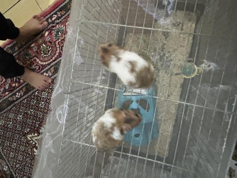 Son üç hamster miniğimiz